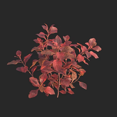 Modern creeping clove polygonum leaf bottom red leaf ground red prostrate water clove goldfish grass rubin leaf bottom red aquatic plant aquatic plant 3d model