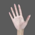 Human Hands and Arms with Different Skin Tones on Gray Background 3d model