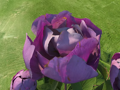 Vibrant Purple Peony Flower Blooming Fresh In Green Grass Garden Area 3d model