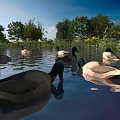 Ducks Swimming In Natural Water With Green Trees And Reflections
