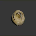 Aquatic Animal Nautilus Shell with Spiral Shape Natural Cream Yellow Texture
