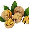 Fresh Natural Walnuts Display with Whole Shelled Kernels and Green Leaves