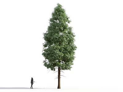 Tall Arbor With Dense Green Foliage And A Person Standing Beside It 3d model