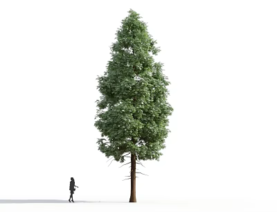 Modern Tree Aquifoia Tree 3d model