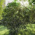 Residential Landscape Design Featuring Lush Green Trees Sunlit Lawn And Natural Greenery