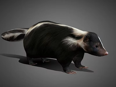 Realistic 3D Skunk Rendering With Black And White Fur And Bushy Tail 3d model