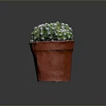 Healthy Green Cactus Plant in Red Pot with White Spines