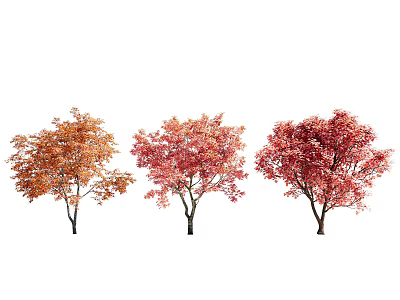 Three Vibrant Trees With Orange Pink And Red Autumn Foliage 3d model
