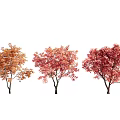 Three Vibrant Trees With Orange Pink And Red Autumn Foliage