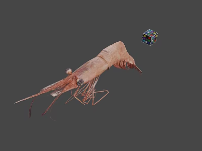 Cooked Whole Shrimp with Long Antennae and Curved Tail on Gray Surface 3d model