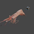 Cooked Whole Shrimp with Long Antennae and Curved Tail on Gray Surface