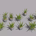 Multiple Aloe Vera Potted Plants in Gray Pots on Gray Background