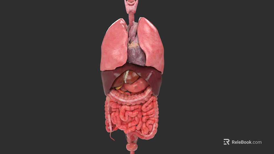 Detailed Human Abdominal Organs 3D Anatomical Model With Liver Stomach And Intestines 3d model 