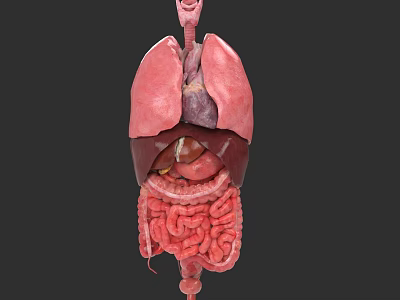 Detailed Human Abdominal Organs 3D Anatomical Model With Liver Stomach And Intestines 3d model