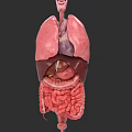 Detailed Human Abdominal Organs 3D Anatomical Model With Liver Stomach And Intestines