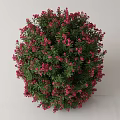 Lush Potted Flowering Plant with Green Leaves and Small Pink Flowers
