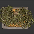Lush Foliage Bonsai Tree With Thick Trunk In Square Pot And Yellow Pebbles