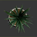 Indoor Green Plant With Long Leaves In Gray Pot With Circular Pattern