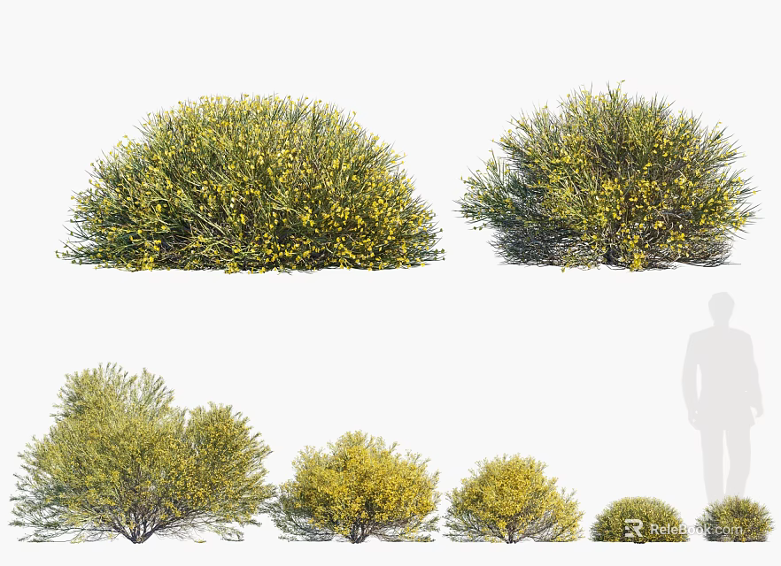Various Green Shrubs with Yellow Flowers in Different Sizes and Natural Shapes 3d model 