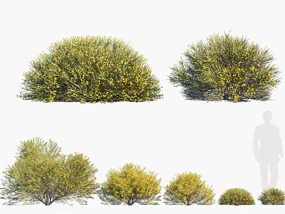 Various Green Shrubs with Yellow Flowers in Different Sizes and Natural Shapes 3d model