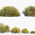 Various Green Shrubs with Yellow Flowers in Different Sizes and Natural Shapes