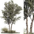 Tall Arbor With Lush Green Foliage And Strong Trunk In Natural Growth