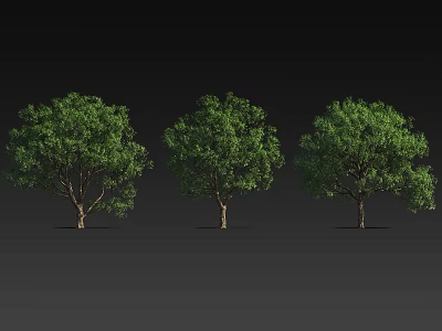 Three Arbor Trees With Lush Green Leaves And Brown Trunks On Black Background 3d model