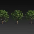 Three Arbor Trees With Lush Green Leaves And Brown Trunks On Black Background