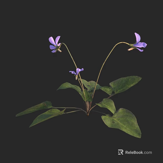 Three Purple Flowers with Green Leaves on Dark Background in Natural Plant Scene 3d model 
