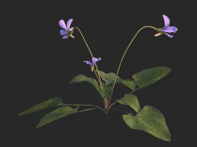 Three Purple Flowers with Green Leaves on Dark Background in Natural Plant Scene 3d model