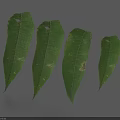 Green Leaves With Distinct Veins And Yellowish Brown Spots On Light Blue Background With Shadows
