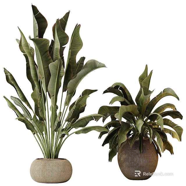 Bonsai Potted Plants With Large Green Leaves And Natural Clay Planters 3d model 