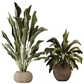 Bonsai Potted Plants With Large Green Leaves And Natural Clay Planters