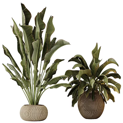 Bonsai Potted Plants With Large Green Leaves And Natural Clay Planters 3d model