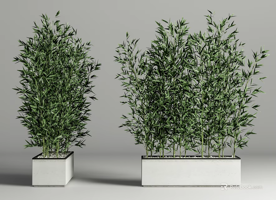 Lush Green Bamboo Plants in White Square Planters for Indoor Decoration 3d model 
