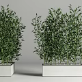 Lush Green Bamboo Plants in White Square Planters for Indoor Decoration