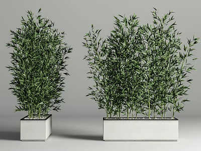 Lush Green Bamboo Plants in White Square Planters for Indoor Decoration 3d model