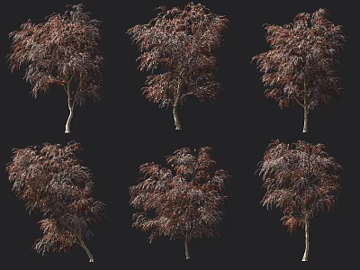 Six Trees With Dark Red Leaves And Slender Trunks In Various Natural Forms 3d model