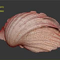 Large Ribbed Seashell With White And Orange Shiny Surface On Black Reflective Background
