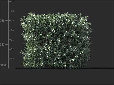 Well Trimmed Square Shaped Shrub With Lush Green Foliage For Garden Landscaping 3d model