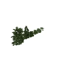 Trees With Different Sizes And Shapes Featuring Human Silhouette For Height Size Comparison 3d model