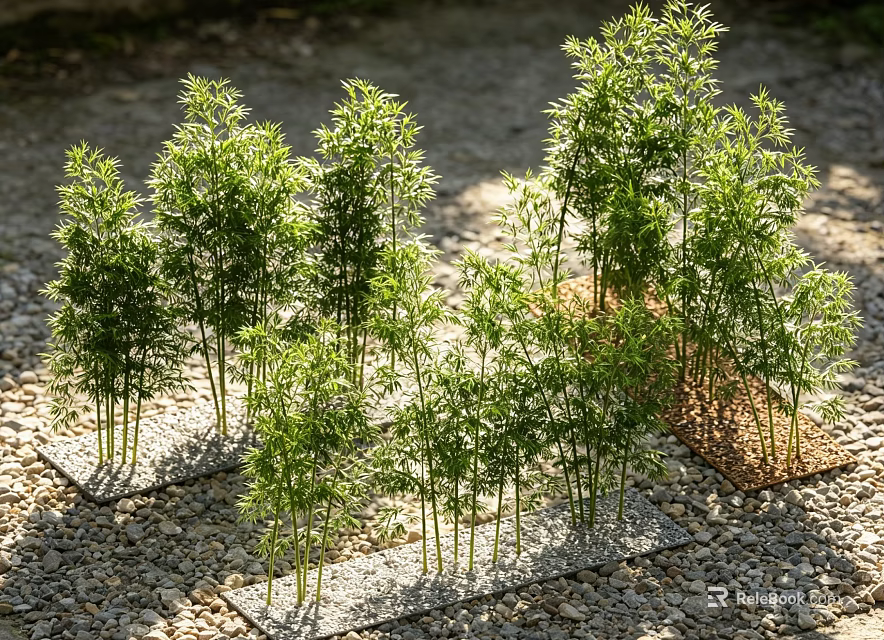 Fresh Green Bamboo Plants Growing In Outdoor Gravel Surface With Sunlight 3d model 
