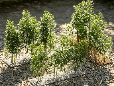 Fresh Green Bamboo Plants Growing In Outdoor Gravel Surface With Sunlight 3d model