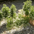 Fresh Green Bamboo Plants Growing In Outdoor Gravel Surface With Sunlight