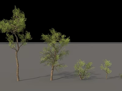Green Arbor Trees of Various Sizes Display Lush Foliage in Outdoor Landscape 3d model