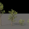 Green Arbor Trees of Various Sizes Display Lush Foliage in Outdoor Landscape