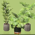 Indoor Decorative Potted Plants With Various Green Foliage And Concrete Ceramic Pots With Wooden Base