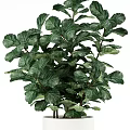 Elegant Bonsai Potted Plant With Lush Green Leaves And White Ceramic Pot