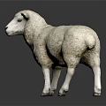 Realistic Fluffy White Sheep Standing on Black Background with Clear Reflection 3d model