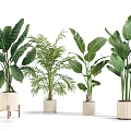 Indoor Decorative Potted Plants with Various Tropical Leaves and Modern Pots